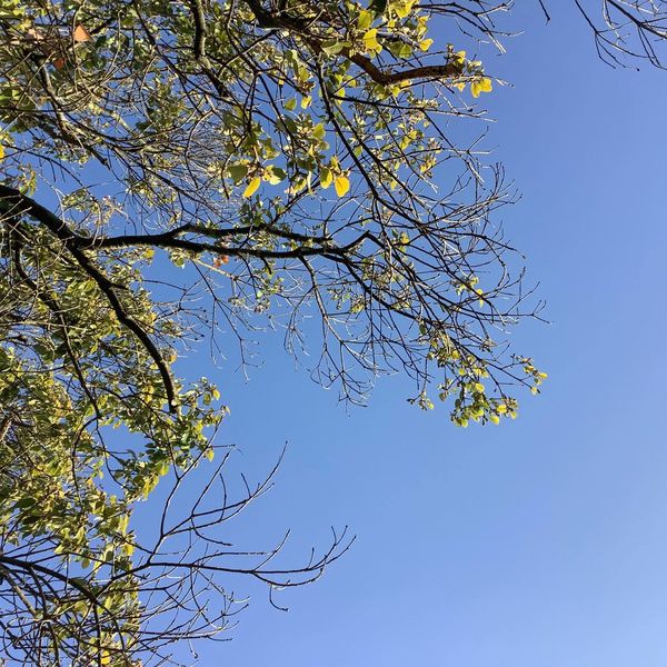 さよなら、コロナ！「心体脳バランス調整センター」スタッフブログ　byチーム・アドベンチャー株式会社